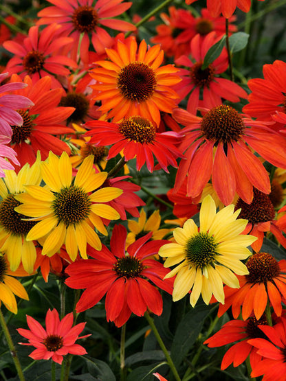 Echinacea 'Cheyenne Spirit