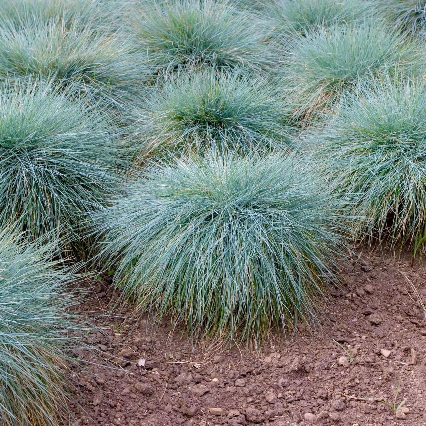 Festuca "Elijah Blue"