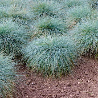Festuca "Elijah Blue"