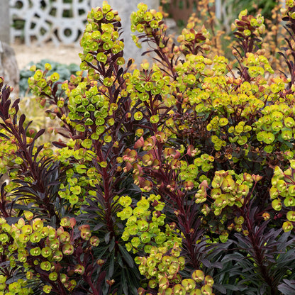 Euphorbia ' Miners Merlot'