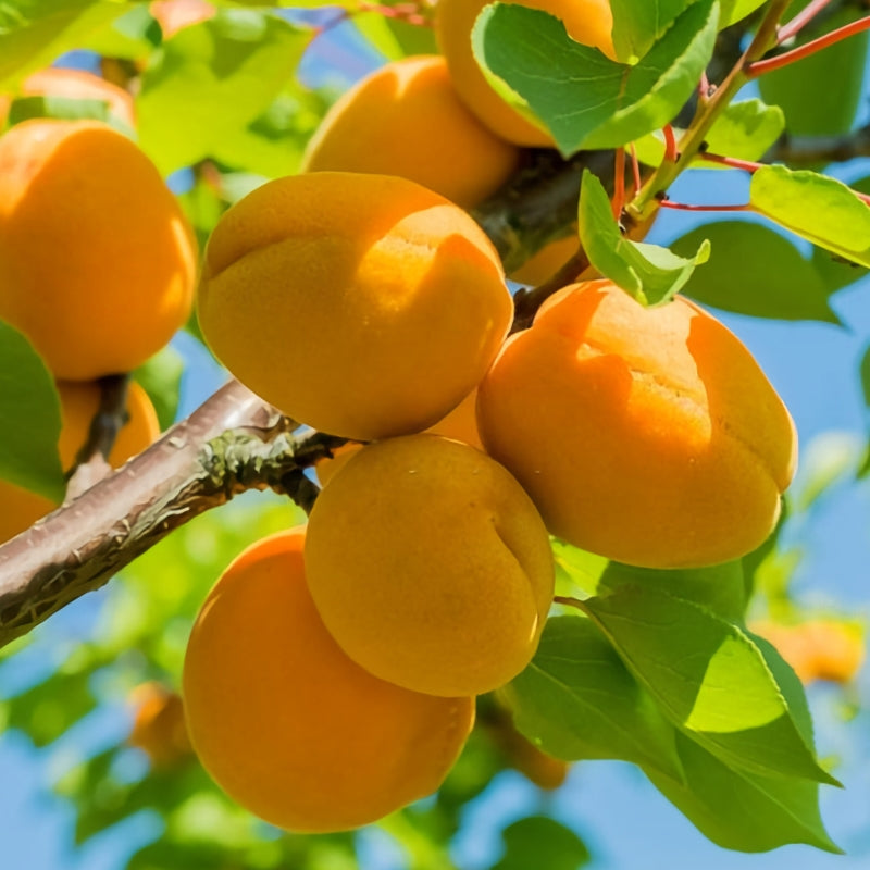 Apricot 'Moorpark'