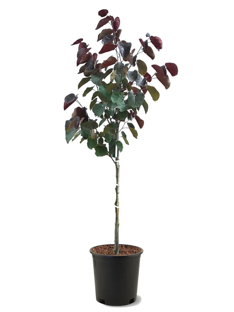 Cercis "Forest Pansy"