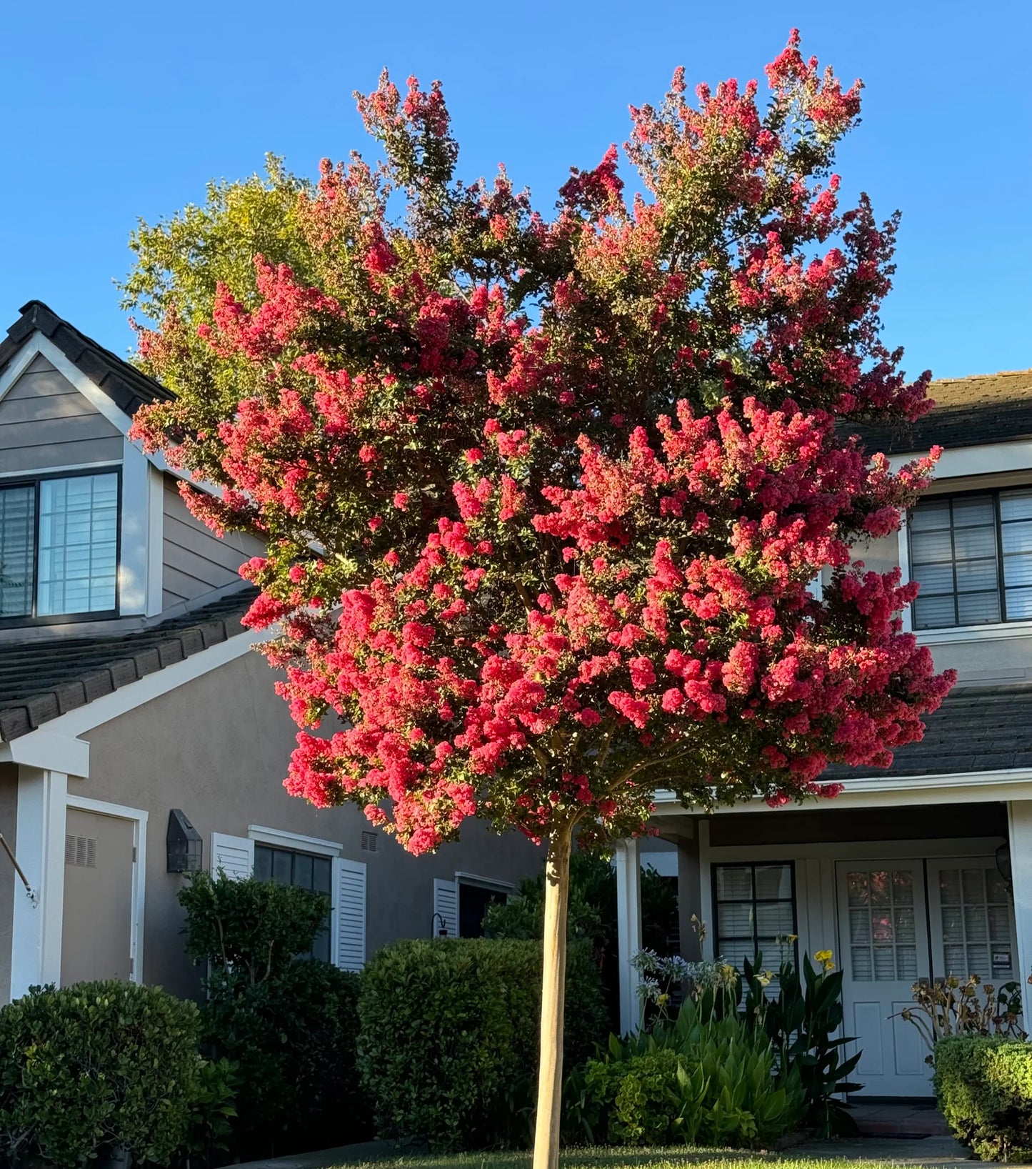 Crepe Myrtle 'Dynamite' Single Trunk