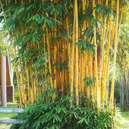 Bamboo "Golden Goddess"