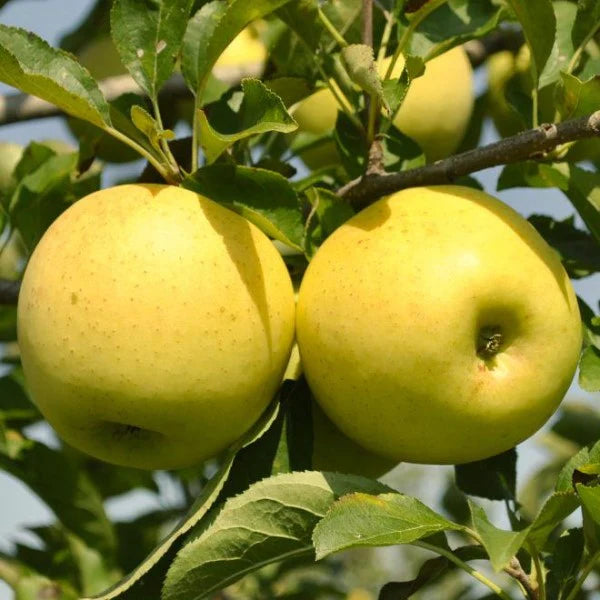 Apple 'Golden Delicious'