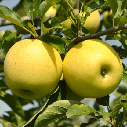 Apple 'Golden Delicious'