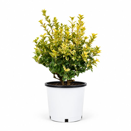 Osmanthus Misty River