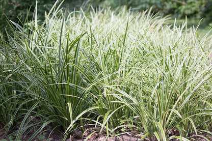 Carex "Ice Dance"