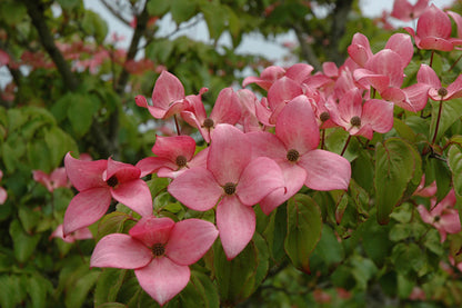 Cornus 'Scarlet Fire'