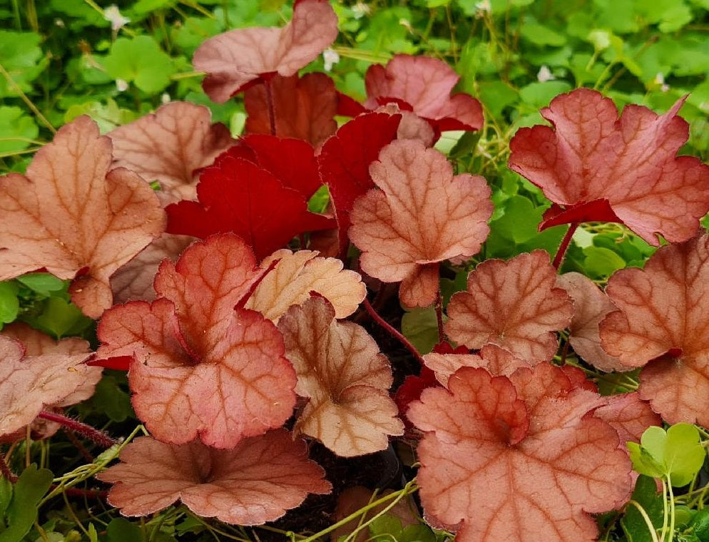 Heuchera Coralberry