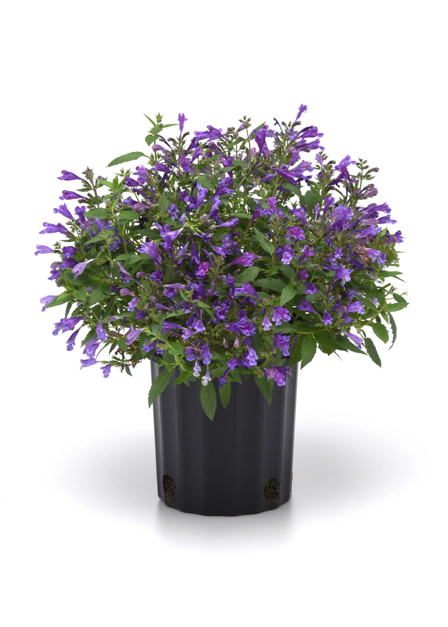 Nepta 'Dropmore'