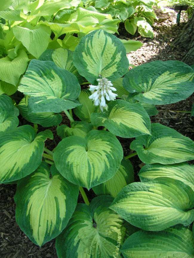 Hosta "Great Expectation"