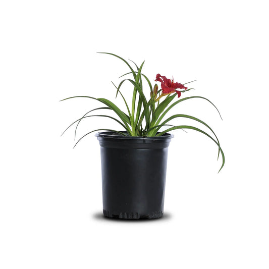 Daylily "Cranberry Baby"