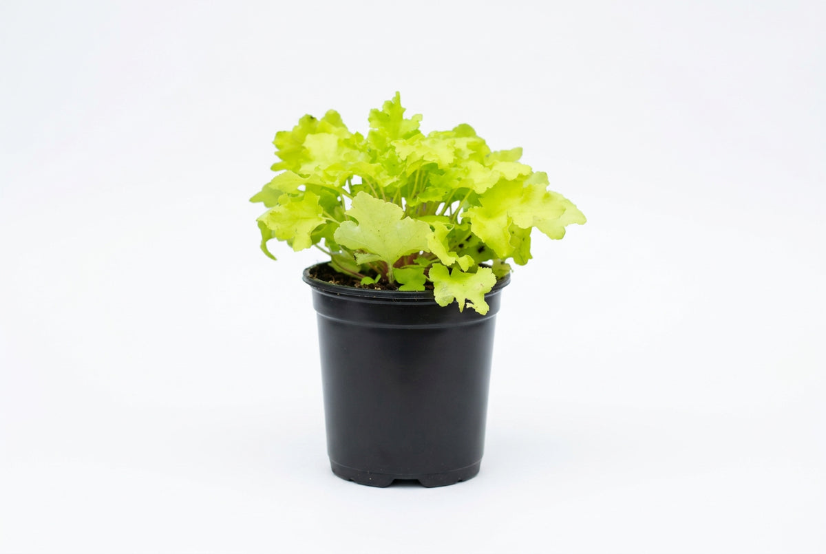 Heuchera Electric Lime