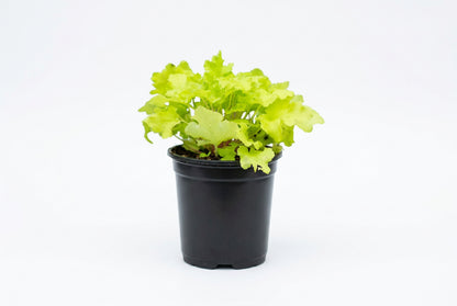 Heuchera Electric Lime