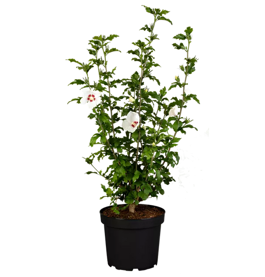 Hibiscus syriacus ‘Red Heart’