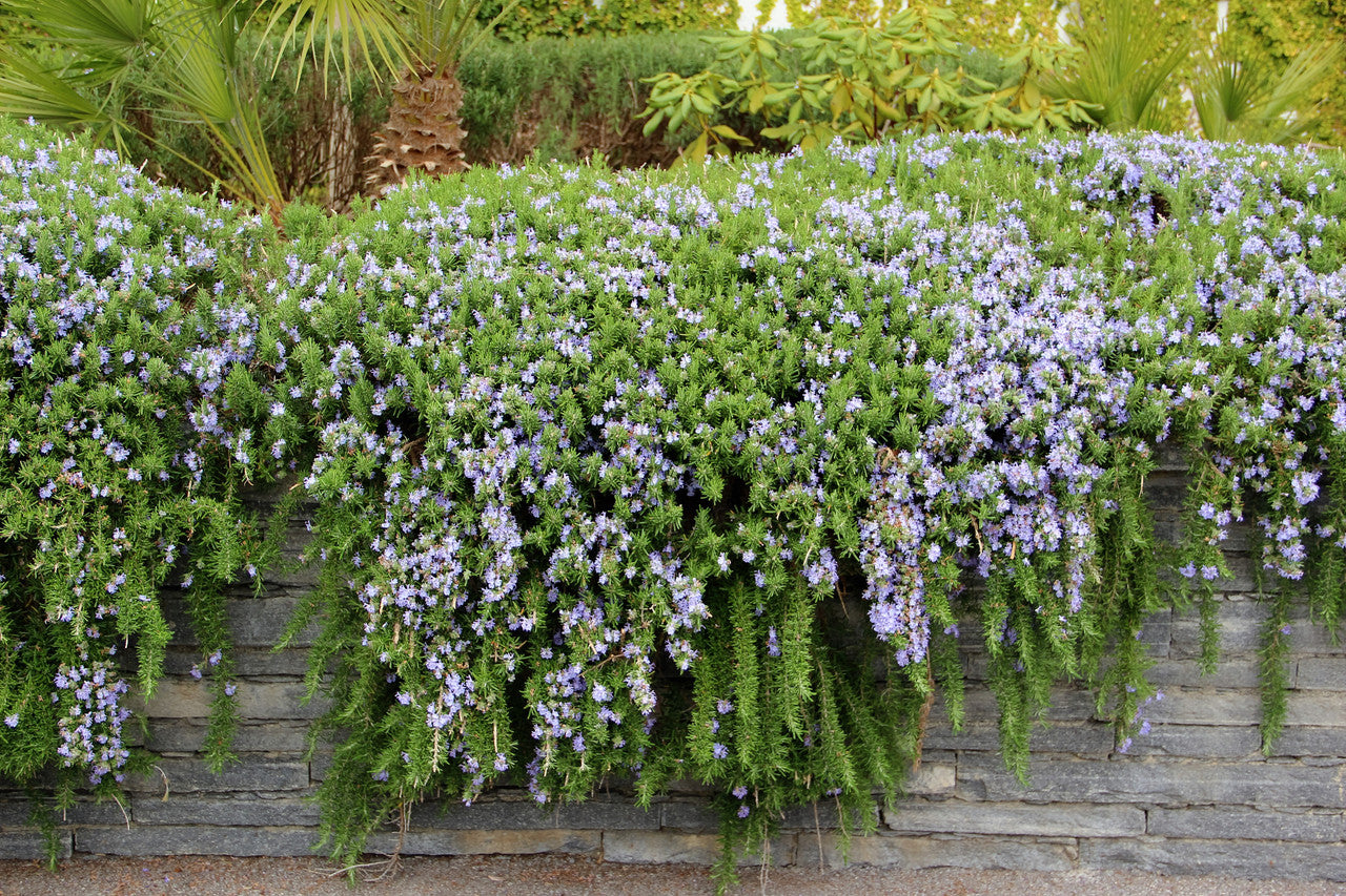 Rosmarinus "Huntington Carpet"