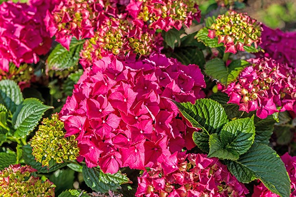 Hydrangea 'Glowing Embers'