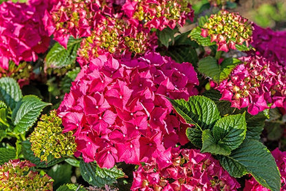 Hydrangea 'Glowing Embers'