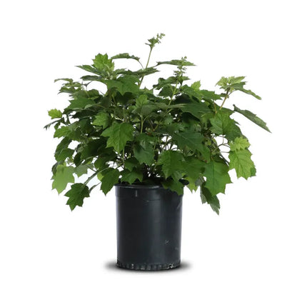 Hydrangea Q. "Snow Queen"