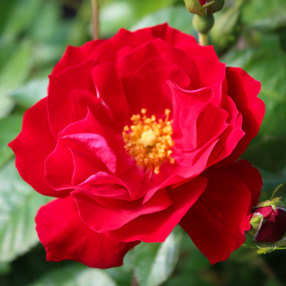 Rosa Red Ribbons