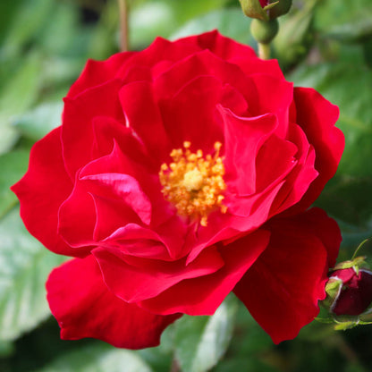 Rosa Red Ribbons