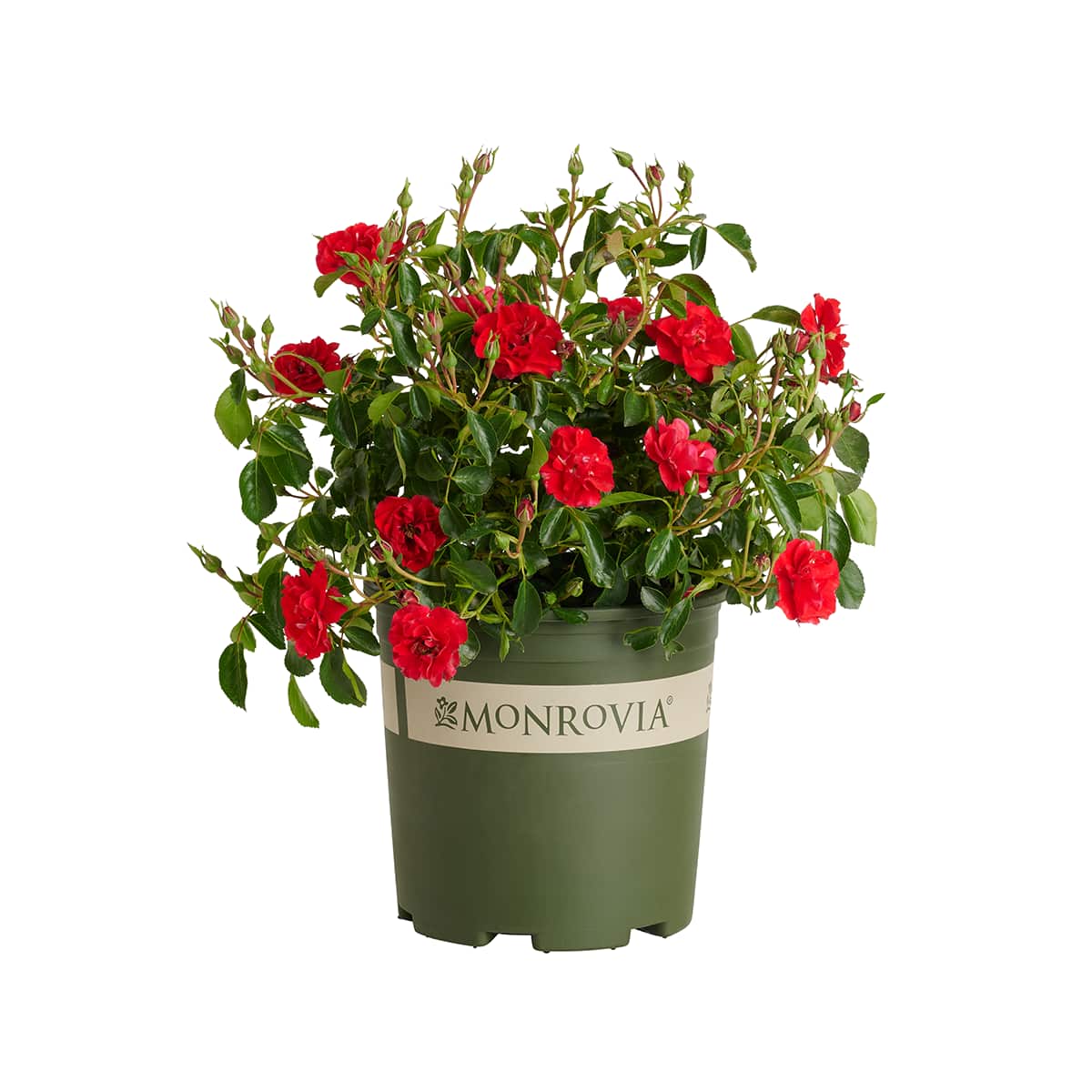 Rosa Red Ribbons