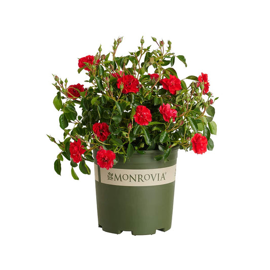 Rosa Red Ribbons