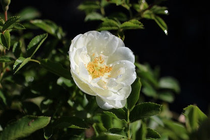 Rosa Pro-strata White