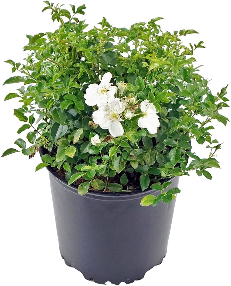 Rosa Pro-strata White