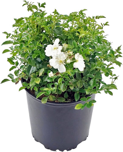 Rosa Pro-strata White