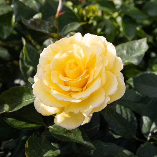 Rosa Prostrata Yellow