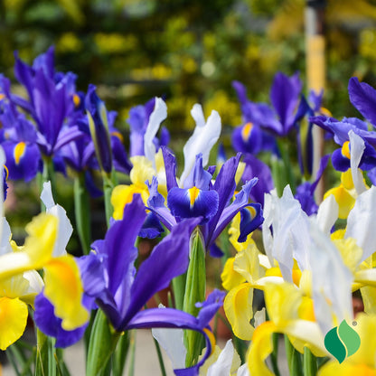 Dutch Iris Bulbs