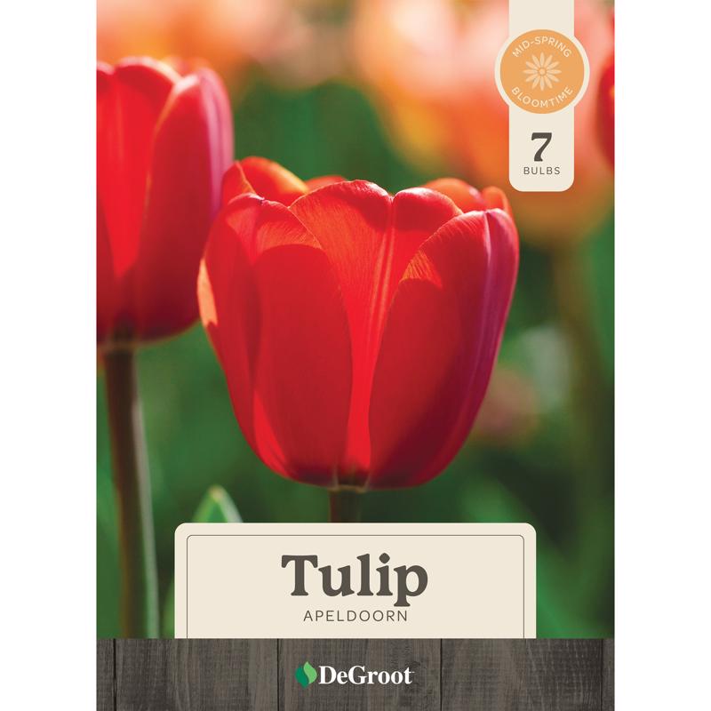 Tulip Apeldoorn Bulbs