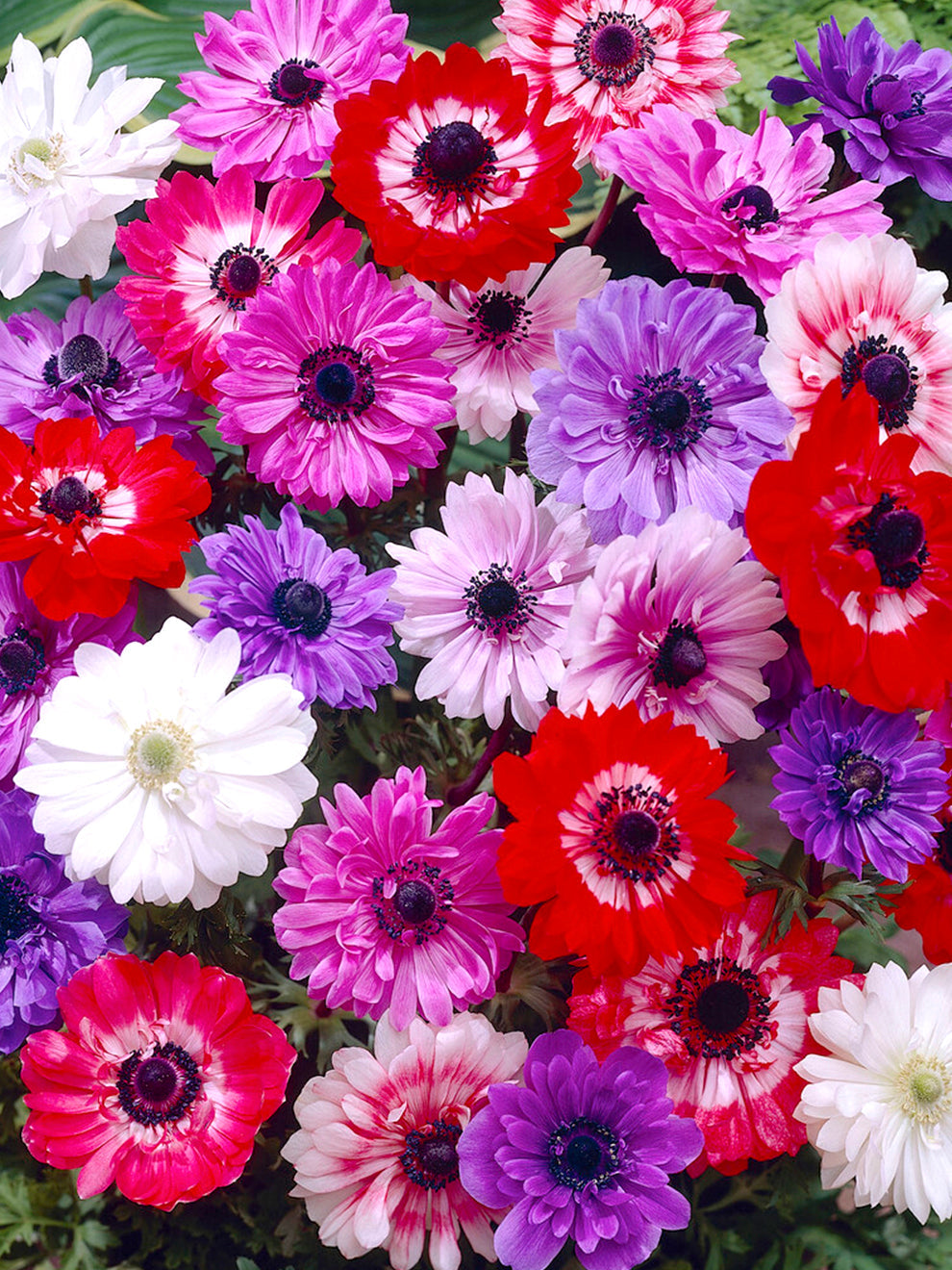 Anemone St. Brigid Mix Bulbs