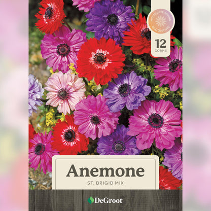 Anemone St. Brigid Mix Bulbs