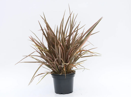 Phormium "Sundowner"