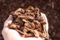 Medium Fir Mulch