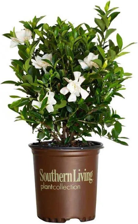 Oleander White