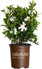 Oleander White