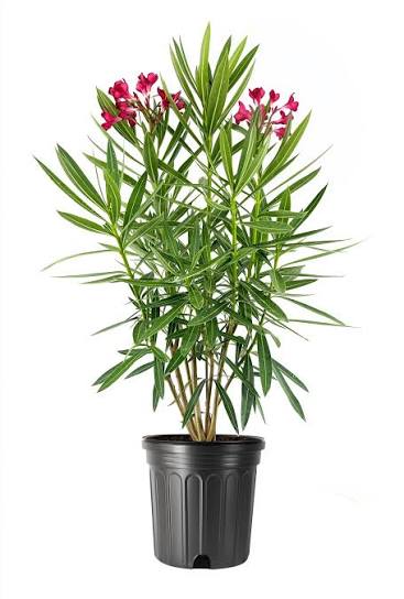 Oleander Red