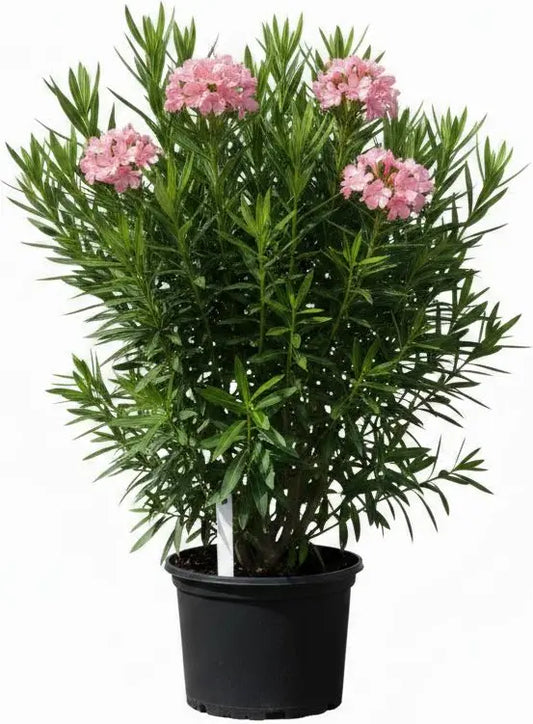 Oleander Pink