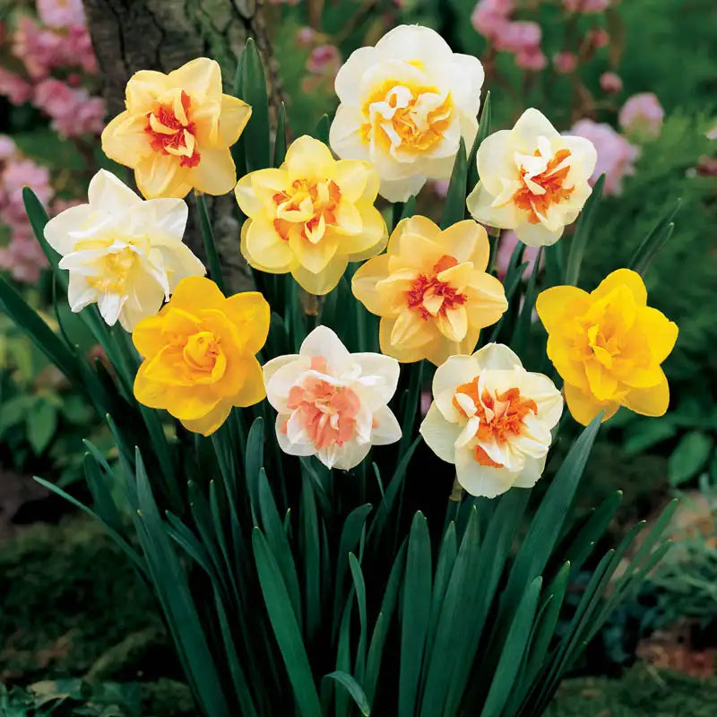 Double Mix Daffodils Bulbs
