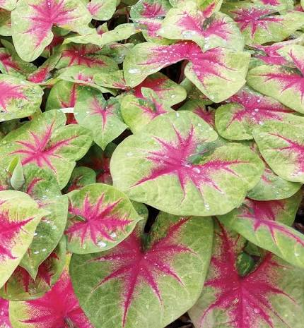 Caladium Heart to Heart (Lemon Blush)