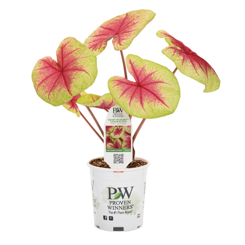 Caladium Heart to Heart (Lemon Blush)