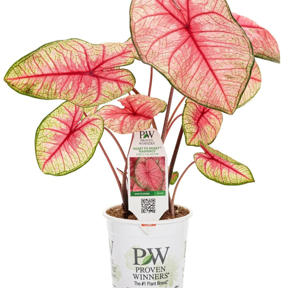 Caladium Heart to Heart (Radiance)