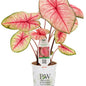 Caladium Heart to Heart (Radiance)