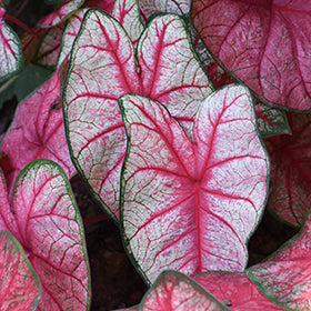 Caladium Heart to Heart (Radiance)