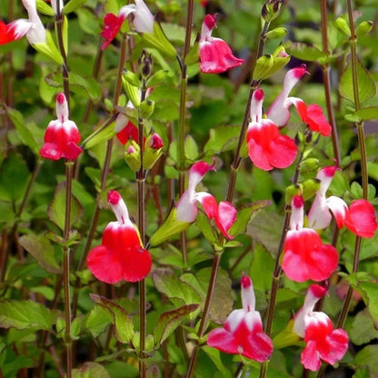 Salvia Hotlips