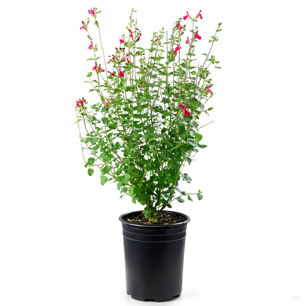 Salvia Hotlips